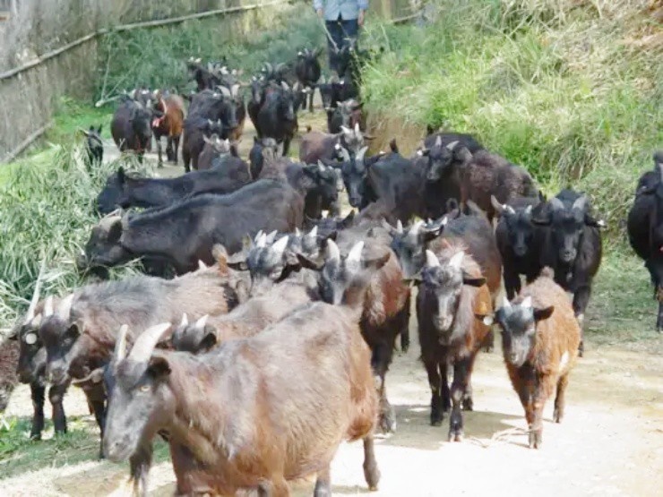 Nuôi loài dê đặc biệt, giờ đút túi hàng chục tỷ mỗi năm - Hình 2 Nuoi loai de dac biet, gio dut tui hang chuc ty moi nam-Hinh-2