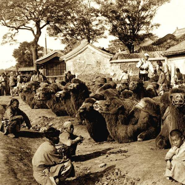 Thấp thoáng hình ảnh lính liên quân 8 nước ở giữa đàn lạc đà.