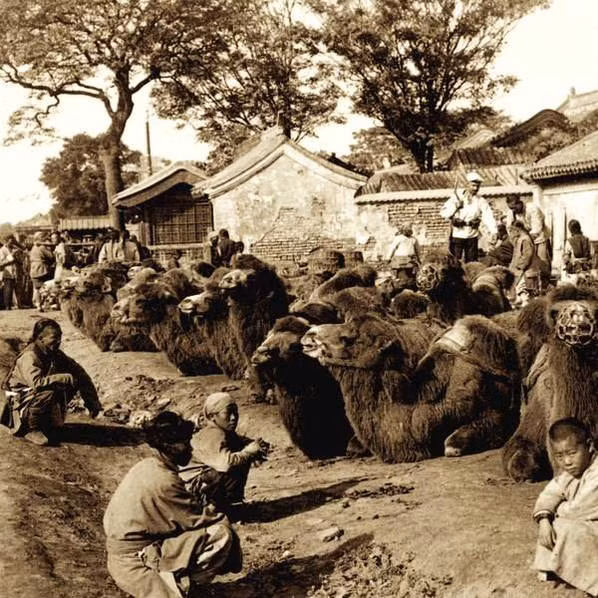 Thấp thoáng hình ảnh lính liên quân 8 nước ở giữa đàn lạc đà.