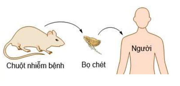 Di du lich, cap vo chong tu vong sau khi an dac san dia phuong-Hinh-2