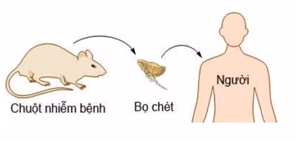 Di du lich, cap vo chong tu vong sau khi an dac san dia phuong-Hinh-2