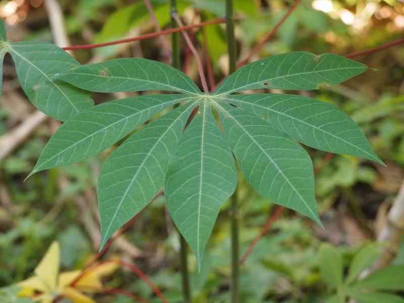 Để muối dưa sắn, người ta lấy ngọn và lá sắn non rửa sạch vò hơi nát cho vào vại đổ nước ngập lá sắn và ngâm khoảng ba ngày là vàng và chua. 