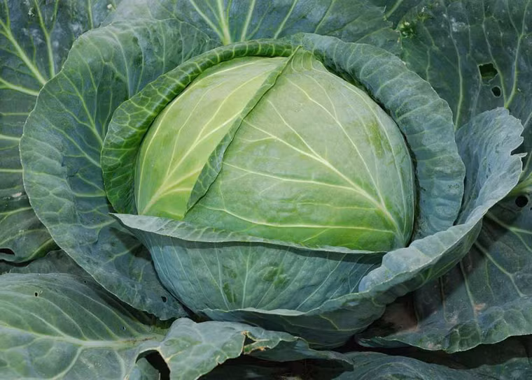 Bắp cải. Bắp cải chứa nhiều chất béo có lợi cho não. Không chỉ cung cấp dưỡng chất có lợi cho sự phát triển bình thường của cơ thể, bắp cải còn chứa nhiều chất xơ, vitamin A, C và omega 3 rất tốt cho nỗ lực ngăn ngừa sự hình thành các gốc tự do, gây ung thư nguy hiểm.