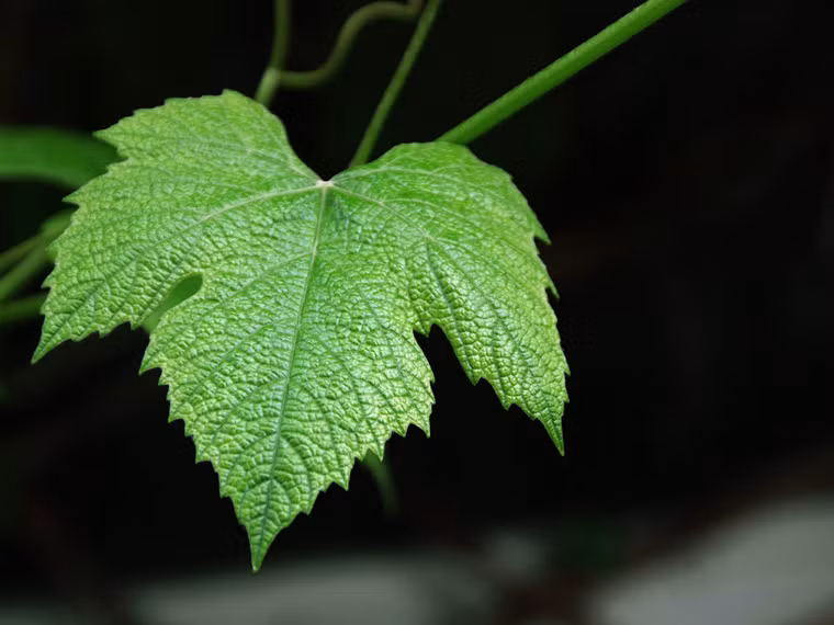 Lá nho. Từ lâu, lá nho được người Hy Lạp sử dụng như một loại nguyên liệu nấu ăn quen thuộc trong các bữa ăn hàng ngày. Họ tin rằng, những chiếc lá hình trái tim không chỉ giúp xua tan cảm giác đói mà còn giàu omega 3. Vì lợi ích to lớn này, nhiều nhà sản xuất tìm cách chế biến lá nho đóng hộp để cung cấp ra thị trường.