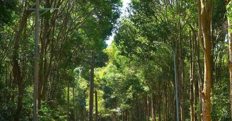 Suốt nhiều năm, Gát vẫn điên cuồng gây ra bao tội lỗi cho dân bản. Gã ngang nhiên về tận bản giết trâu để làm thức ăn. Giữa tháng 7/2003, phát hiện một tốp thợ săn trong rừng, Gát nghĩ, nhóm người ở thôn Ná Lùng này là giả dạng đi săn thú để bắt mình. Tức thì, Gát ôm súng kíp nhẹ nhàng tiếp cận. Khi khoảng cách đủ gần, Gát nhằm anh Đặng Văn T bắn một phát. Viên đạn găm thẳng vào lưng anh T, người thợ săn ngã gục, đau đớn. Rất may, được cấp cứu kịp thời nên anh T thoát chết. . (Ảnh minh họa, nguồn internet)