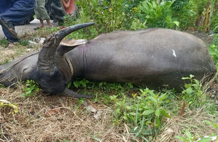 Một chiều tháng 11/2000, Gát được mẹ vợ nhờ đi xử lý mâu thuẫn trong việc con trâu bị bắn chết. Gát rủ em trai là Phàn A Minh cùng hai người bạn là Tẩn A Tón, Tần A Đon đi cùng. Cả 4 tìm đến nhà ông Tẩn Duẩn Hiển. Ông Hiển là người đã bắn chết con trâu khi nó phá lúa trên ruộng nhà ông. Biết "tiếng" của Gát, ông Hiển đã đề nghị được đền bù. Được nhiều người nói vào, Gát chấp nhận lấy 350 nghìn đồng và một bữa cơm no, rượu say. Trong bữa cơm, Gát và anh Tón có xảy ra cãi vã nhưng được can ngăn. (Ảnh minh họa, nguồn internet)