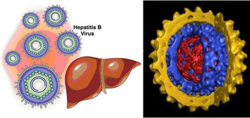 Trong giai đoạn mang thai rất hiếm xảy ra lây truyền viêm gan virus B từ mẹ sang con, không quá 2%. Ảnh minh họa.