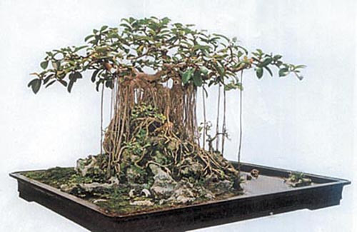 Vi sao goi cay da la cay bat tu?