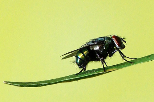 Ly giai chuyen ruoi trau dot moi nhieu khi troi nang