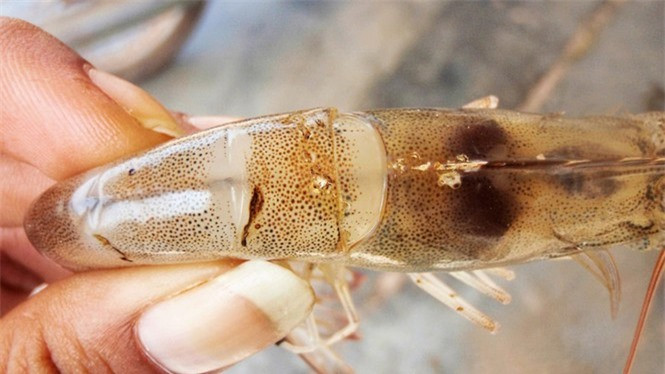 Nhung thanh phan cuc doc trong tom cua ca co the 'giet' co the-Hinh-2