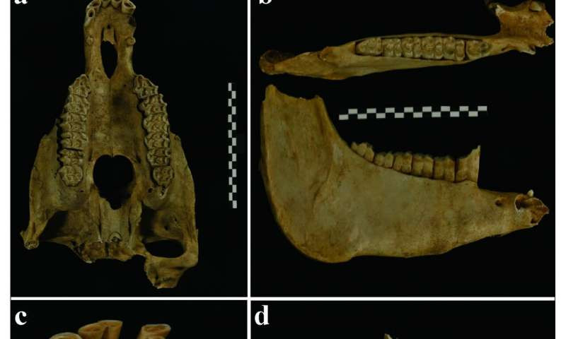 Lý do những con lừa được chôn trong lăng mộ của nữ quý tộc nhà Đường Cui Shi là điều khiến giới chuyên gia tò mò.