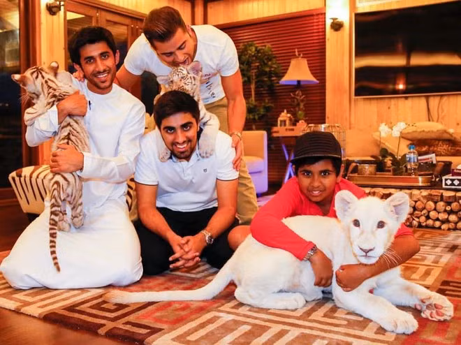 Không chỉ sống trong khu biệt thự giàu có nhất nhì tại Dubai, Rashed sở hữu cả một “vườn thú mini” trong trang trại của gia đình. Gần 500 con thú trong trang trại bao gồm: hổ, sư tử, hươu cao cổ, ngựa vằn, báo đốm và các những loài quý hiếm như hổ trắng...