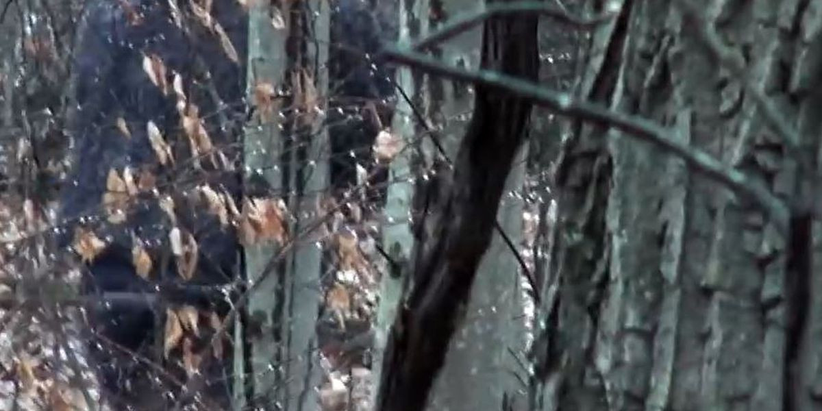 Dù quái thú bí ẩn này không tấn công con người nhưng người dân ở hạt Berks luôn sống trong lo lắng vì không biết nó sẽ có thể gây ra sự việc kinh khủng nào.