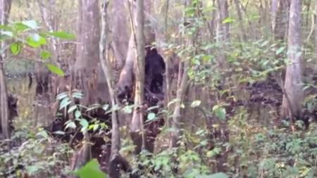 Một số người cho rằng, quái thú gây náo loạn ở hạt Berks có thể là quái vật Bigfoot huyền thoại.