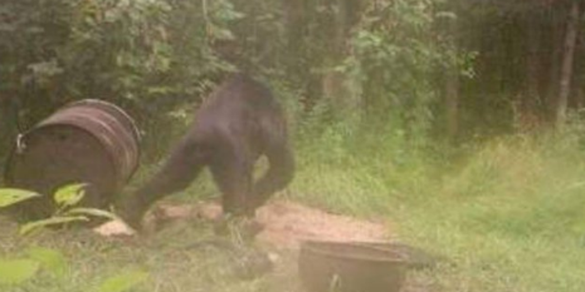 Tất cả chỉ là giả thuyết. Những câu chuyện về quái thú bí ẩn ở hạt Berks đến nay chưa tìm ra lời giải. Không ai có thể khẳng định nó thực sự là quái vật nửa người nửa thú hay không.