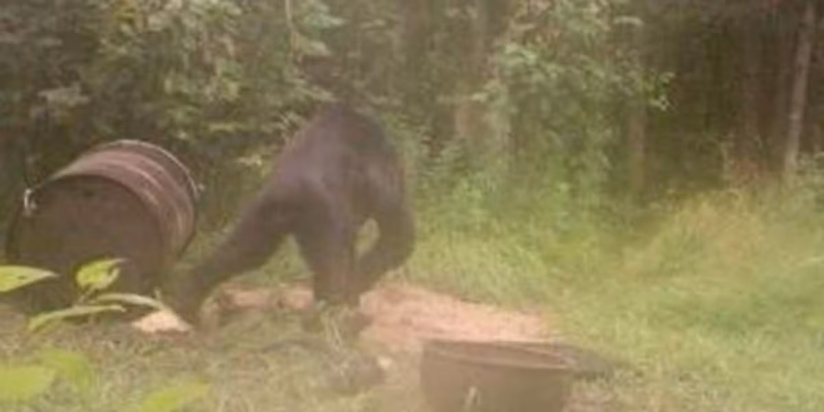 Tất cả chỉ là giả thuyết. Những câu chuyện về quái thú bí ẩn ở hạt Berks đến nay chưa tìm ra lời giải. Không ai có thể khẳng định nó thực sự là quái vật nửa người nửa thú hay không.