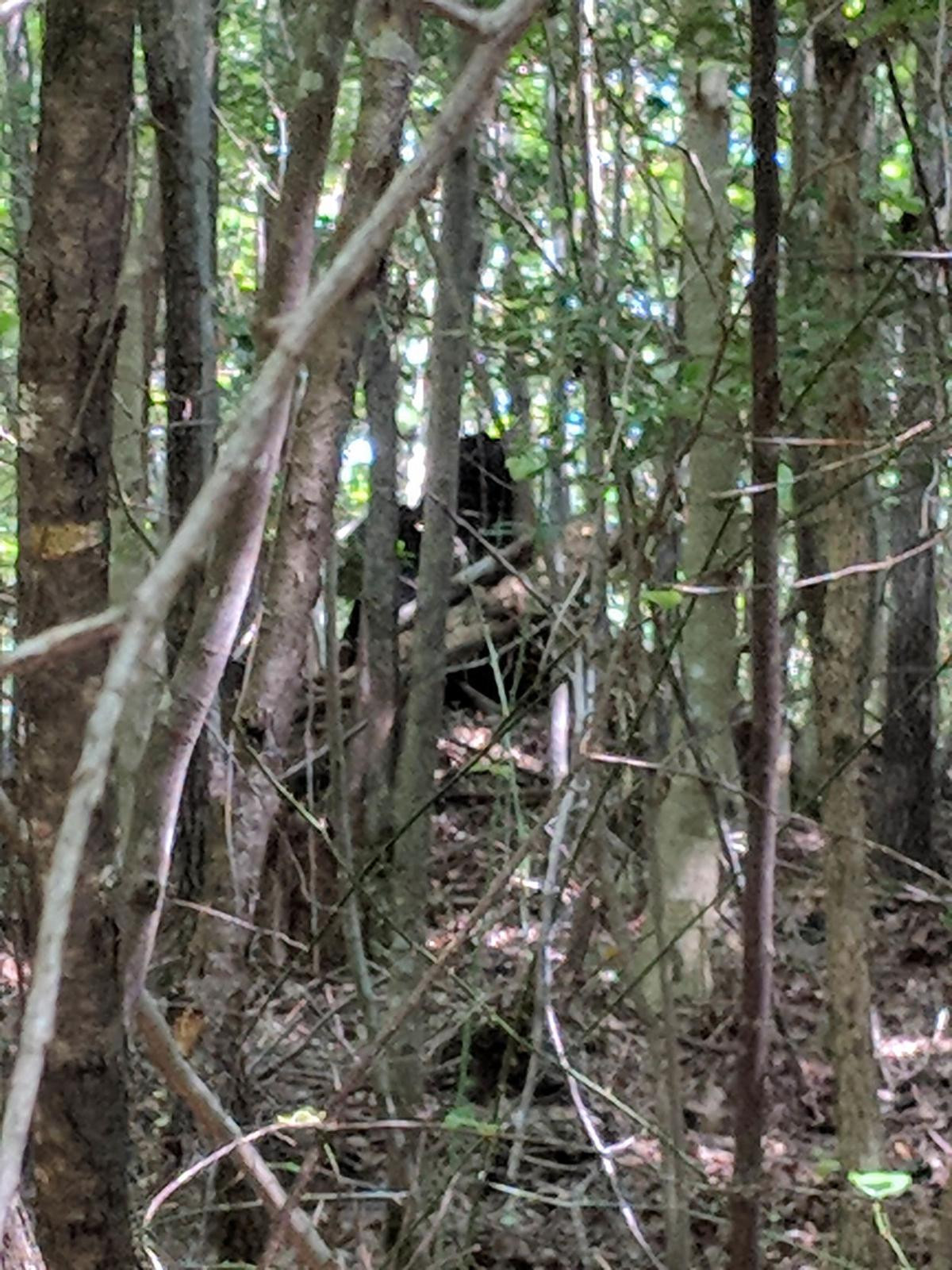 Thế nhưng, trong suốt nhiều đêm, nhóm tuần tra không thể bắt được quái thú có tiếng gầm rú rùng rợn.