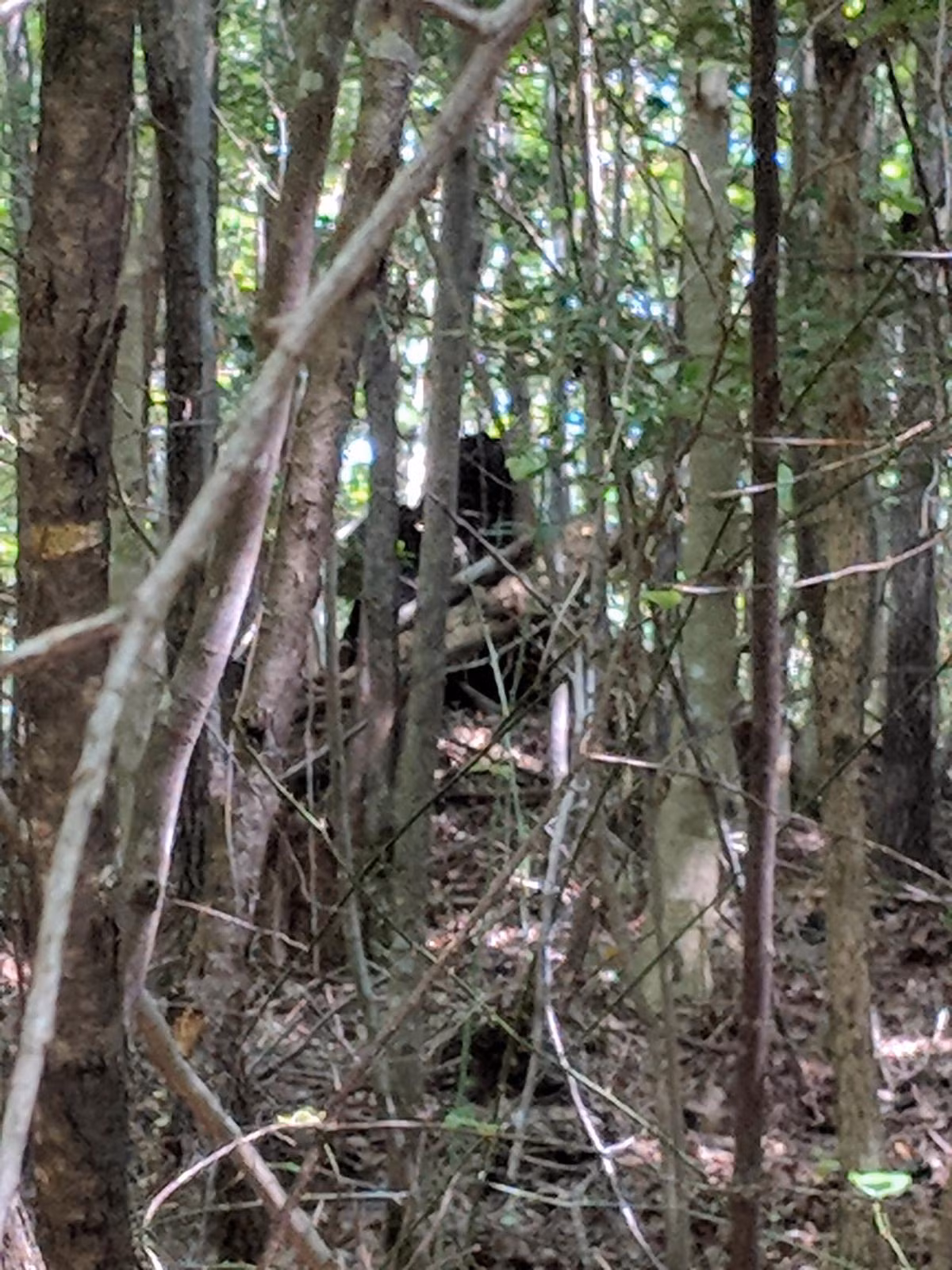 Thế nhưng, trong suốt nhiều đêm, nhóm tuần tra không thể bắt được quái thú có tiếng gầm rú rùng rợn.