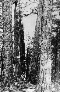 Đến mùa đông năm 1838, một số người dân Mỹ chặt củi tại hạt Aroostook - khu vực tranh chấp giữa Anh và Mỹ tại bang Maine. Sự việc này khiến giới chức Anh vô cùng tức giận nên đã điều động một lực lượng quân sự lớn tới Aroostook.