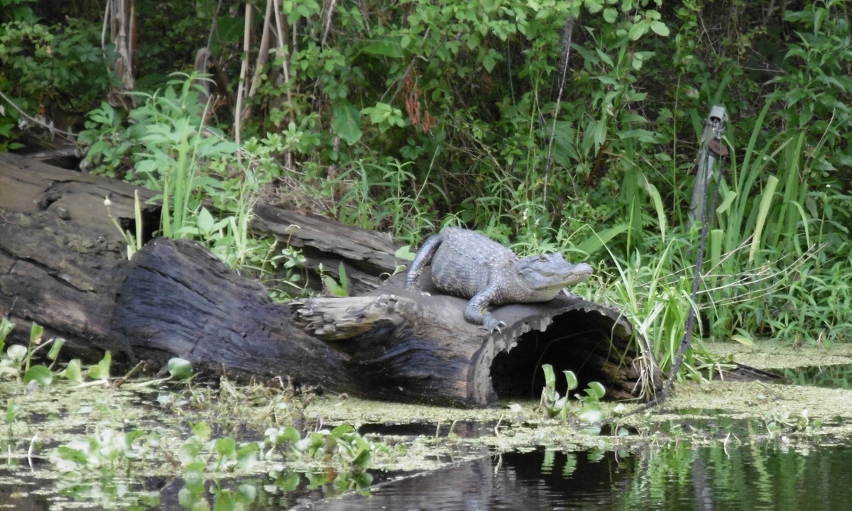 Dù một số cuộc tìm kiếm được triển khai nhưng đều không tìm thấy bất cứ dấu vết nào của các nạn nhân.