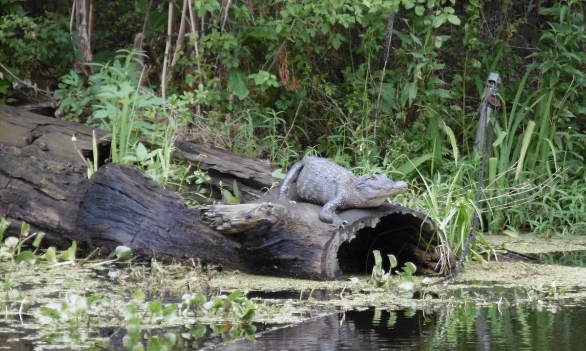 Dù một số cuộc tìm kiếm được triển khai nhưng đều không tìm thấy bất cứ dấu vết nào của các nạn nhân.
