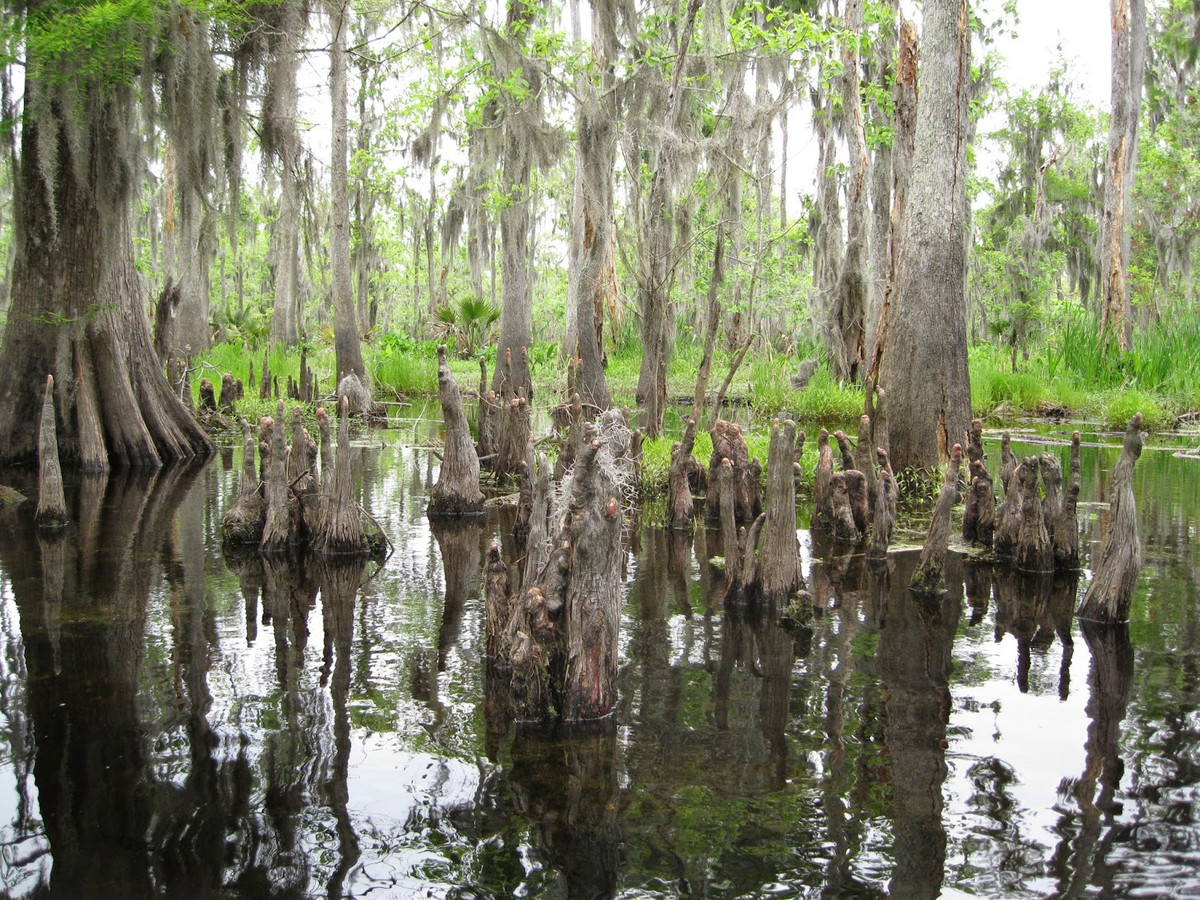Trước khi qua đời, nữ vương Julie White đã buông lời nguyền rằng vào ngày bà chết thì cũng là ngày bà sẽ cuốn theo tất cả mọi người sinh sống gần Manchac xuống "cõi âm". Mời quý độc giả xem video: Ngôi làng ở "tận cùng Trái đất" (nguồn: VTC14)