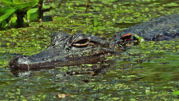 Nữ vương Julie White được mô tả là người thống trị khu đầm lầy này. Bà không muốn bất cứ ai đến Manchac quấy nhiễu sự binh yên nơi đây.