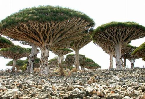 Một loài thực vật nổi tiếng nhất ở đảo Socotra khiến người ta cứ ngỡ lạc đến vùng đất của người ngoài hành tinh là cây máu rồng (tên khoa học là Dracaena cinnabari).