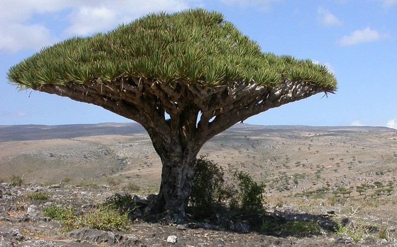 Dưới thời Trung cổ, nhựa của cây máu rồng tại vùng đất đặc biệt này được dùng để làm đàn vi ô lông. Ngày nay, nó được người dân địa phương dùng trong gia công sơn màu và đánh vecni.