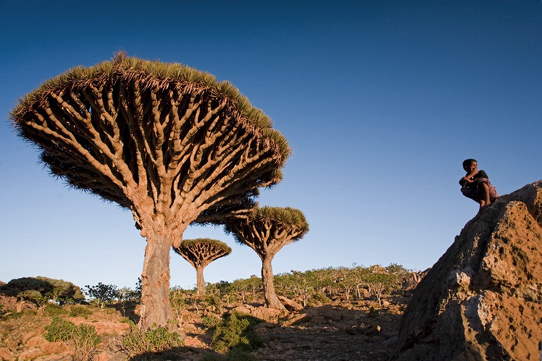 Đảo Socotra cách ngoài khơi bờ biển Yemen khoảng 400 km tách biệt hoàn toàn với phần còn lại của thế giới.