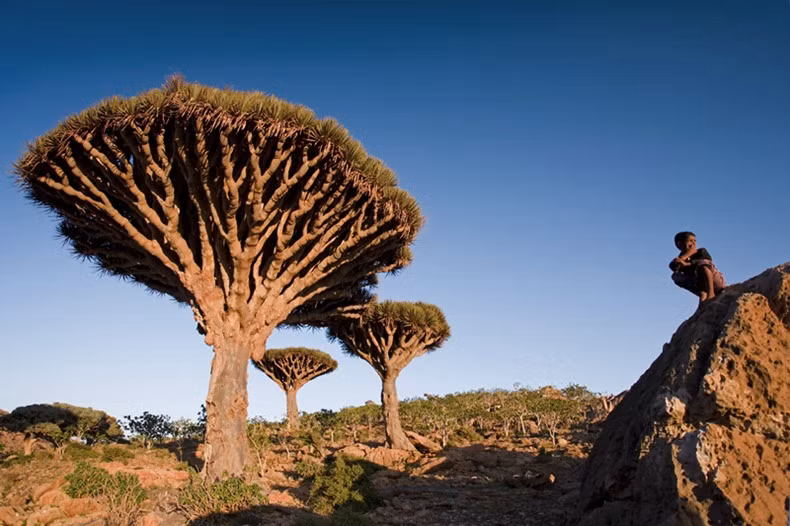 Đảo Socotra cách ngoài khơi bờ biển Yemen khoảng 400 km tách biệt hoàn toàn với phần còn lại của thế giới.