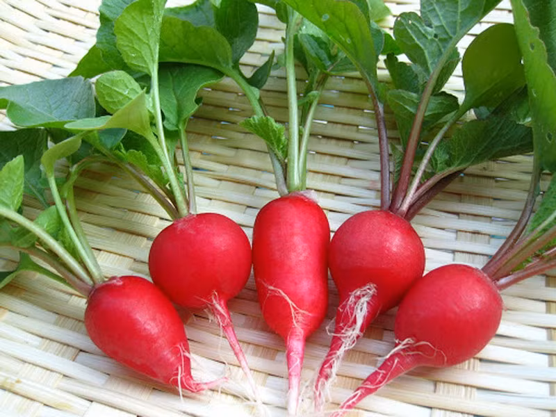 Cong dung tuyet voi cua cu cai duong: Giam nguy co mac benh tim, dot quy