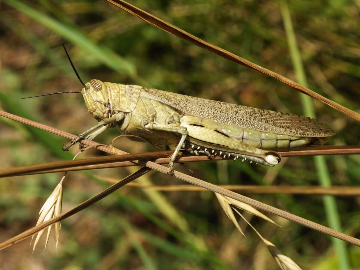 Để tiêu diệt đàn châu chấu, chính phủ Madagascar thực hiện biện pháp rải thuốc sâu bằng trực thăng. Người dân ở một số địa phương còn đốt những đống lửa lớn để xua đuổi, tiêu diệt châu chấu.