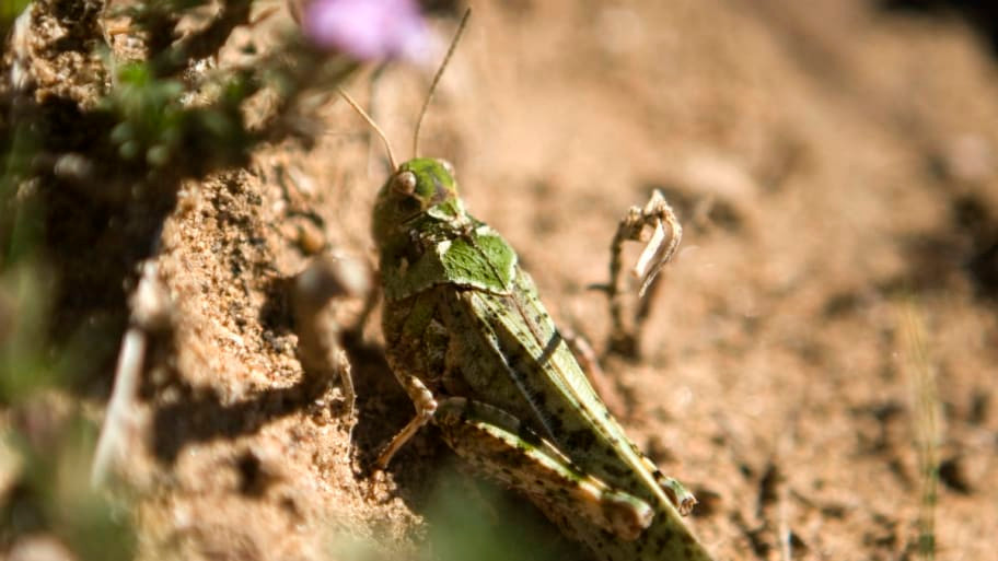 Theo thông tin của một quan chức Mali, 42 đàn châu chấu xuất hiện với mỗi đàn có khoảng 80 triệu con.