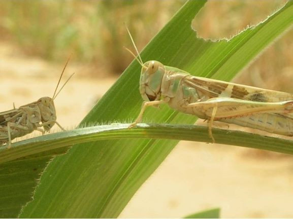 Với số lượng lớn như vậy, đàn châu chấu có thể phá hủy mùa màng, cây cối ở một khu vực rộng lớn chỉ trong thời gian ngắn. Phun thuốc diệt côn trùng là giải pháp hiệu quả nhất được giới chức Mali thực hiện để "xóa sổ" các đàn châu chấu. video: Giữa đại dịch virus Corona, người dân vẫn thản nhiên đi Hội (nguồn: VTC16)