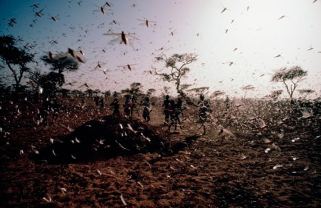 Vào năm 2004, đại dịch châu chấu xuất hiện ở Tây Phi gây ra tình trạng khủng hoảng lương thực. Những nơi chịu ảnh hưởng nghiêm trọng nhất của đại dịch châu chấu là Senegal và Mali.
