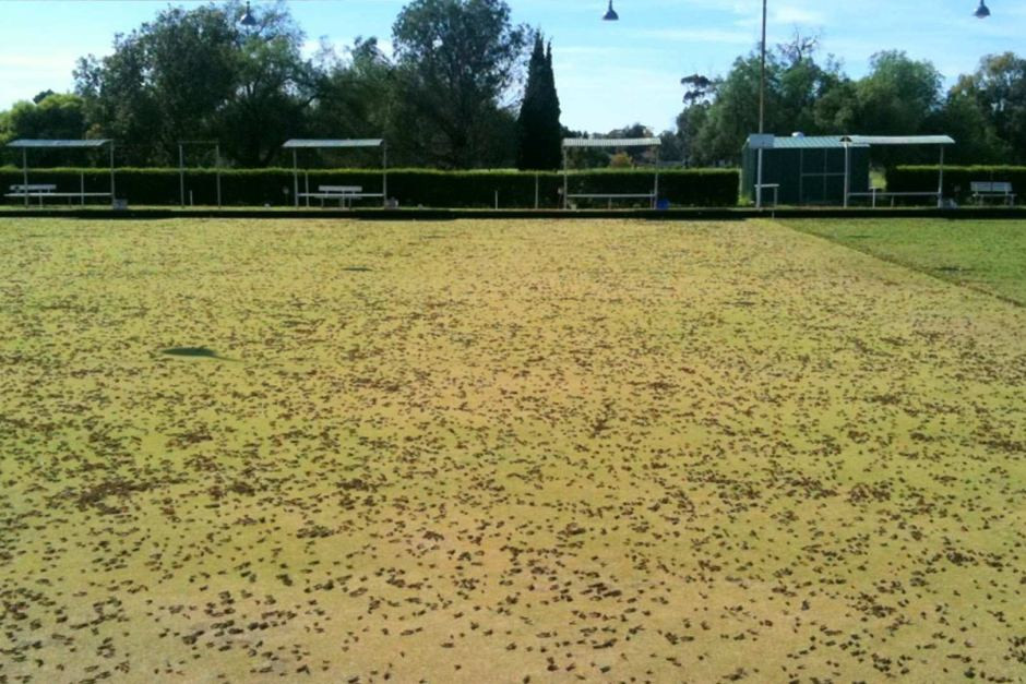 Sự xuất hiện của những đàn châu chấu khổng lồ còn ảnh hưởng tới các hoạt động thường nhật của người dân Australia trong thời gian dài trước khi bị tiêu diệt hoàn toàn.