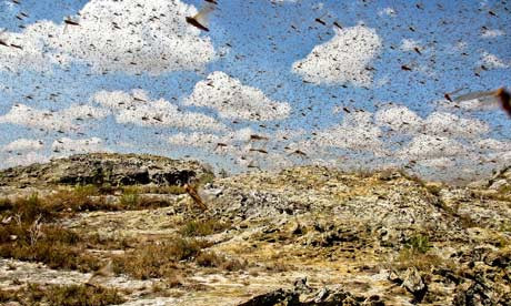 Do thức ăn của châu chấu là thực vật nên chúng tàn phá mọi loại cây cối mà chúng gặp trên đường đi. Theo đó, nhiều loại cây trồng của người dân bị đàn châu chấu ăn sạch.