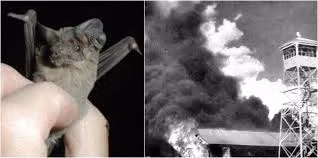 Bác sĩ Lytle Adams chính là người đầu tiên nảy ra ý tưởng phát triển bom dơi để tiêu diệt sức mạnh của quân địch.