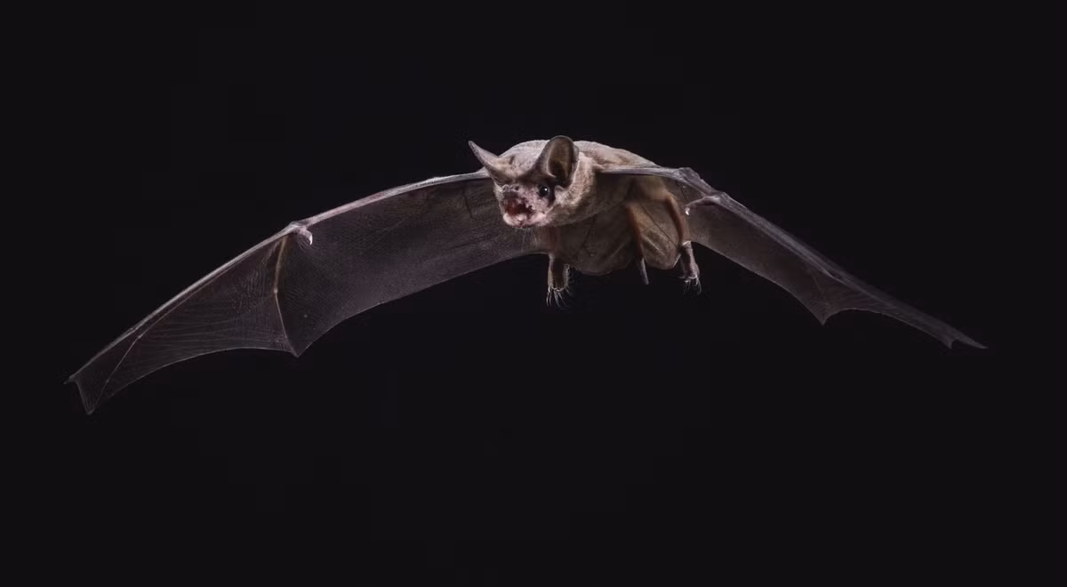 Kế đến, họ nghiên cứu chế tạo thiết bị gây cháy để con dơi có trọng lượng 30 gram có thể mang tới mục tiêu. Do vậy, một quả bom cháy nặng chưa đến 20 gram được tạo ra. Các nhà khoa học gắn vũ khí này vào mình con dơi.