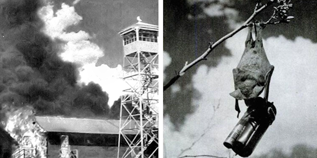 Trong bản đề xuất, bác sĩ Adams kiến nghị Mỹ sử dụng các con dơi mang theo những quả bom cháy siêu nhỏ rồi thả chúng trên bầu trời Nhật Bản để thiêu rụi các thành phố của Nhật.