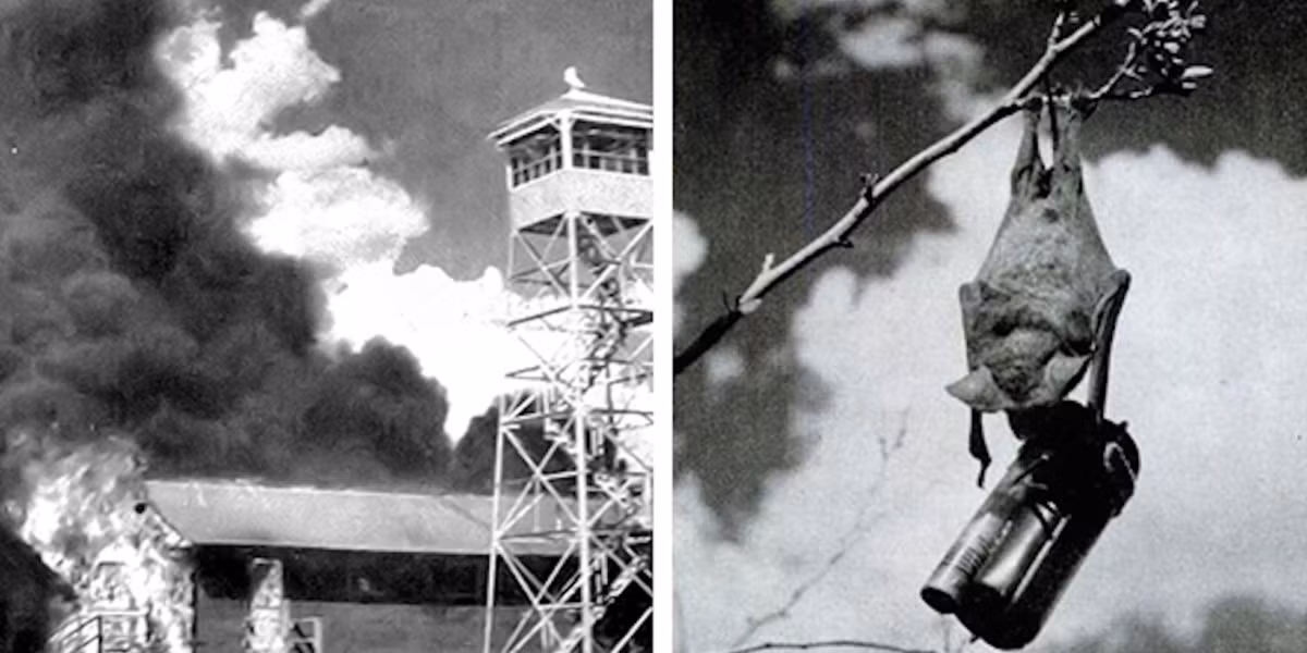 Trong bản đề xuất, bác sĩ Adams kiến nghị Mỹ sử dụng các con dơi mang theo những quả bom cháy siêu nhỏ rồi thả chúng trên bầu trời Nhật Bản để thiêu rụi các thành phố của Nhật.