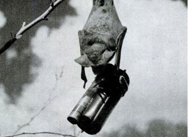 Giới chức Mỹ dự định đưa vũ khí đặc biệt này vào trong cuộc chiến chống Nhật Bản kể từ tháng 9/1944. Tuy nhiên, không biết vì lý do gì mà Mỹ đột ngột hủy bỏ dự án bom dơi trị giá khoảng 2 triệu USD vào tháng 2/1944. Theo đó, loại vũ khí này chưa từng được sử dụng trên chiến trường.