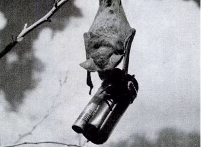 Giới chức Mỹ dự định đưa vũ khí đặc biệt này vào trong cuộc chiến chống Nhật Bản kể từ tháng 9/1944. Tuy nhiên, không biết vì lý do gì mà Mỹ đột ngột hủy bỏ dự án bom dơi trị giá khoảng 2 triệu USD vào tháng 2/1944. Theo đó, loại vũ khí này chưa từng được sử dụng trên chiến trường.