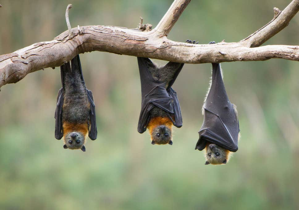 Bác sĩ Adams cũng tham gia dự án này cùng với các nhà khoa học làm việc cho chính phủ Mỹ. Theo kế hoạch, nhóm nghiên cứu thực hiện tìm kiếm và bắt hàng trăm con dơi.