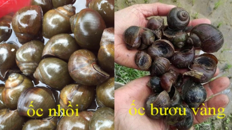 Lam the nao lua chon duoc oc nhoi ta, oc buou vang chuan nhat?