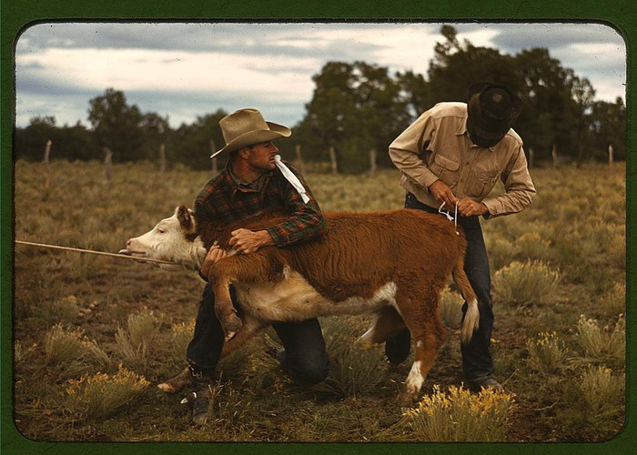 Nhiều người không khỏi băn khoăn, tò mò vì sao tuổi thọ của dân số Mỹ lại tăng trong thời gian diễn ra cuộc đại suy thoái so với các thời kỳ trước đó.