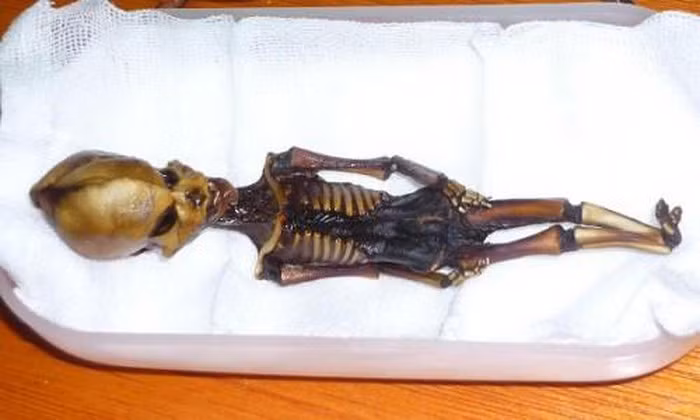 Sự quan tâm của công chúng đổ dồn về việc phát hiện một bộ xương hình người chỉ cao 15 cm ở sa mạc Atacama (Chile) vào năm 2003.