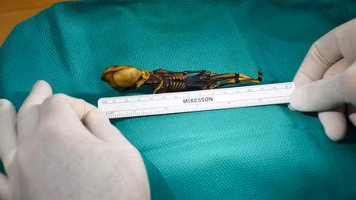 Với nhiều đặc điểm khác thường như trên, giới chuyên gia tiến hành nghiên cứu và xác nhận hài cốt này thực sự là của con người.