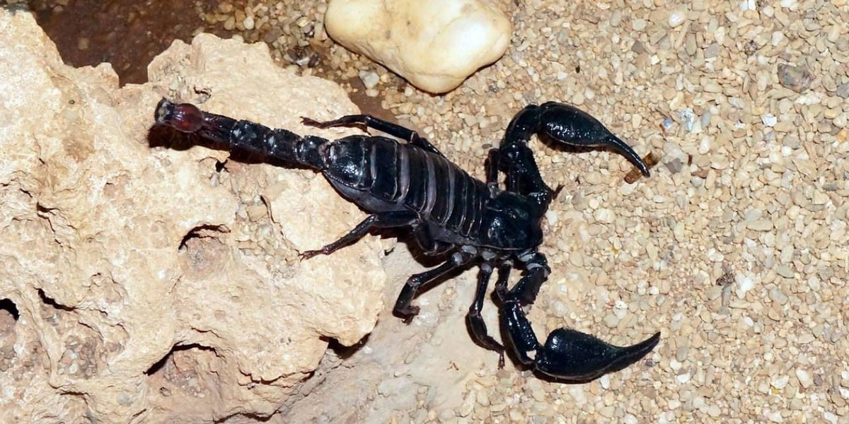 Vì không có sự chuẩn bị đối phó với loại vũ khí sinh học nguy hiểm này (bao gồm cách giải độc) nên quân đội La Mã chịu tổn thất lớn.